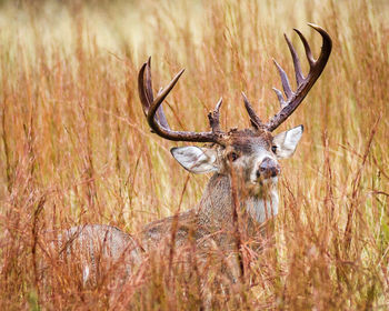 Close-up of deer