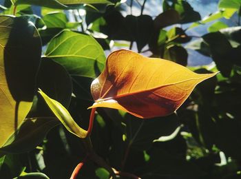 Close-up of yellow flowering plant