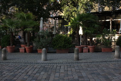 Potted plants on sidewalk by building