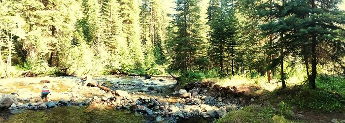 Panoramic view of trees in forest against sky