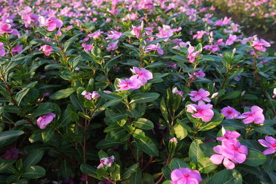 High angle view of pink flowering plants