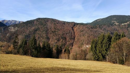 Panoramic shot of trees on field against sky