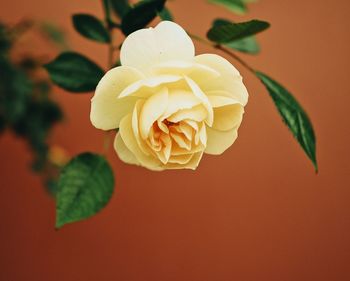 Close-up of rose plant