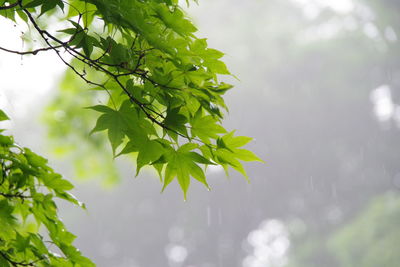 Low angle view of tree leaves