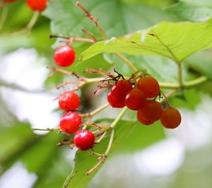 Close-up of red berries growing on tree