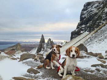 Dogs standing on snowcapped mountain against sky  old man of storr