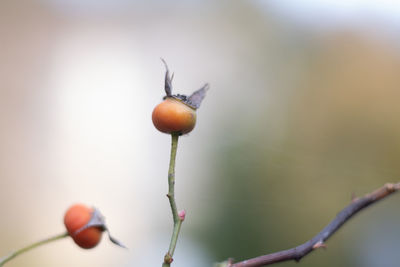 Close-up of fruit growing on plant