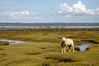 Sheep on a salt marsh in front of tetenbüll