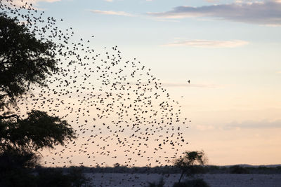 Flock of birds flying in sky