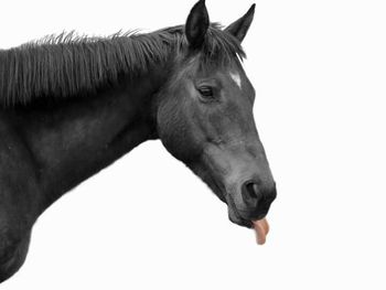 Close-up of a horse against white background