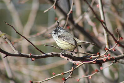 Bird perching on branch