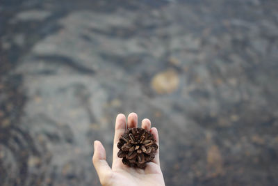 Cropped hand of child holding pinecone