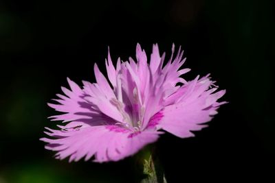 Close-up of pink flower blooming outdoors