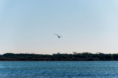 Bird flying over sea against sky