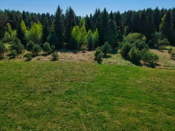 Scenic view of forest