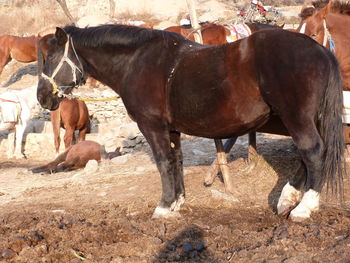 Horses grazing on field