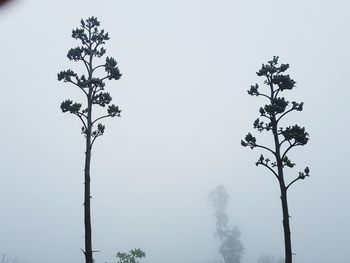 Low angle view of trees against clear sky