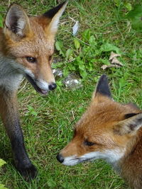 Close-up of two cats on field