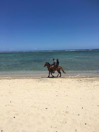 Horse on beach against clear sky