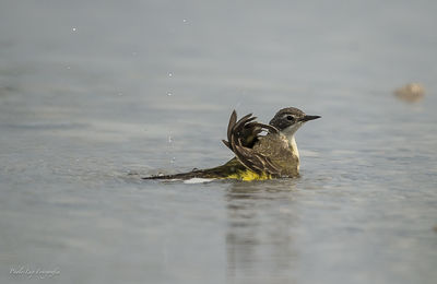 Duck swimming in a lake