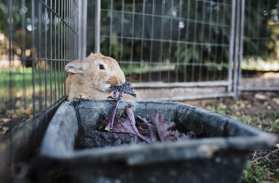 Close-up of rabbit eating leaf vegetable from container in cage