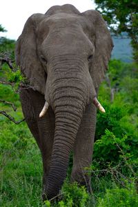 Front view of elephant in grass