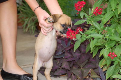 Low section of woman holding puppy near red flowers