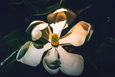 Close-up of white flowering plant