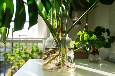 Close-up of potted plant