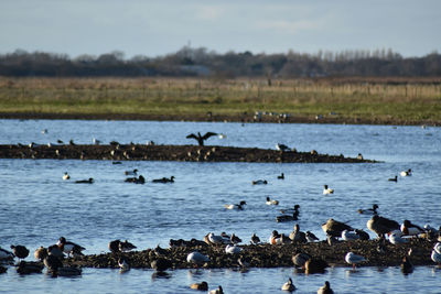 Ducks swimming in lake