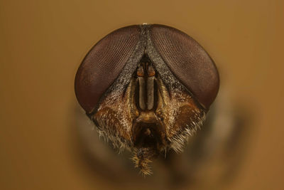 Close-up of fly