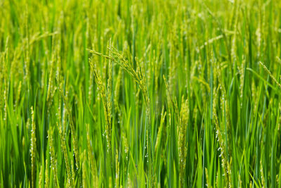 Full frame shot of wheat growing on field