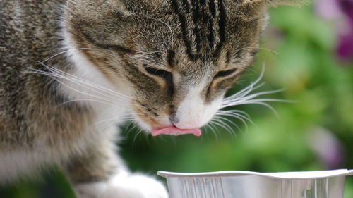 Close-up of a cat