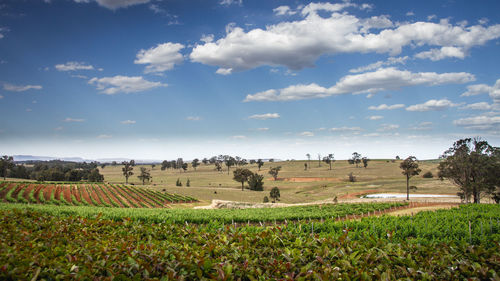 Scenic view of agricultural field against sky