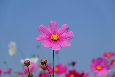 Close-up of pink cosmos flower blooming outdoors