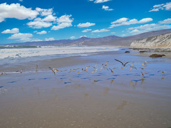 Flock of birds on beach