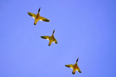 Low angle view of bird flying against clear blue sky