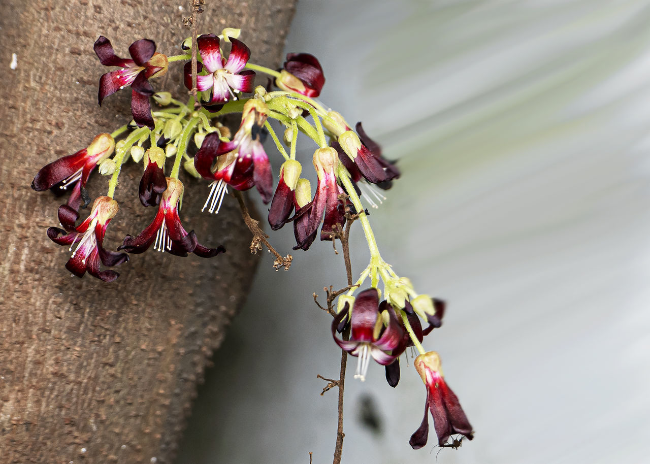 flower, plant, flowering plant, nature, macro photography, spring, leaf, beauty in nature, close-up, no people, freshness, red, outdoors, day, plant part, blossom, growth, focus on foreground, fragility, pink, hanging