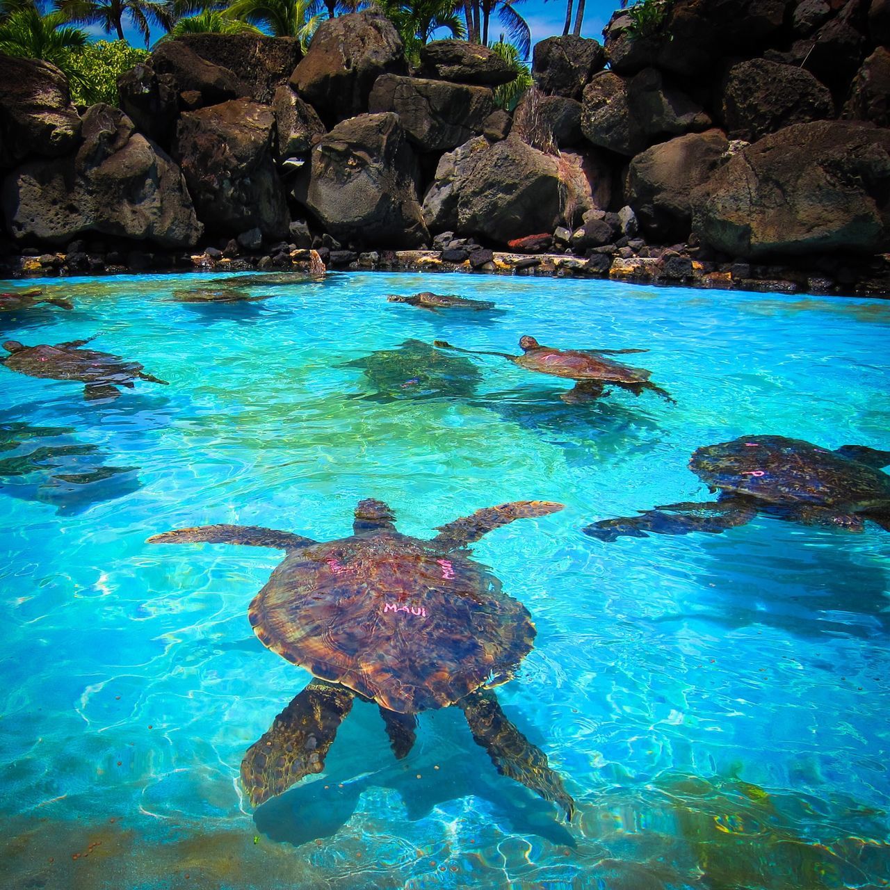 Maui Ocean Center