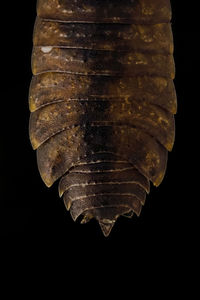 Close-up of leaf against black background