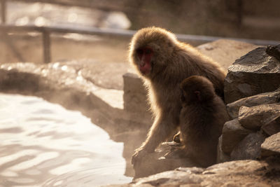 Monkey on rock