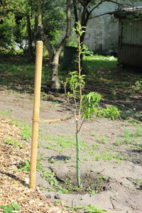 Close-up of bamboo trees on field in forest