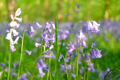 Close-up of purple flowering plants on field