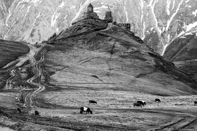 Cows by mountain with church