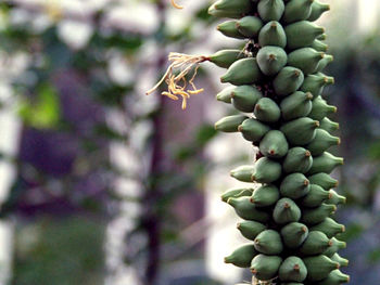 Close-up of succulent plant