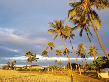 Palm trees on beach against sky