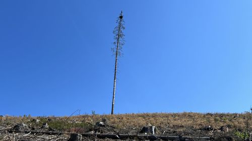 Low angle view of plants against clear blue sky