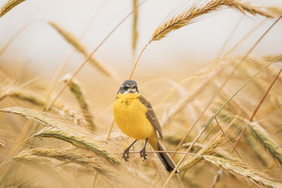 Close-up of bird perching on a plant