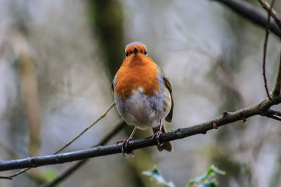 Low angle view of bird perching on branch