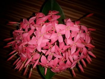 Close-up of pink flowers